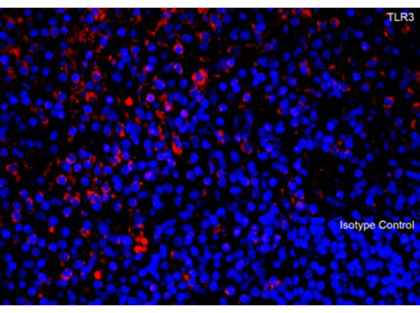 Immunofluorescence of TLR3