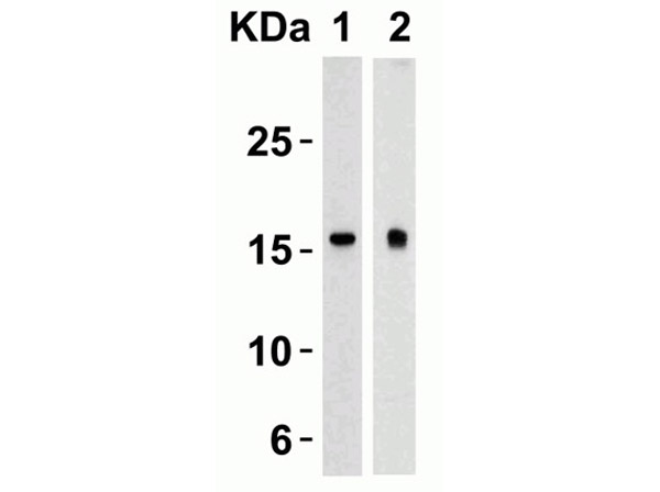 Western Blot of TSLP