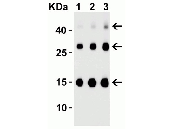 Western Blot of TSLP