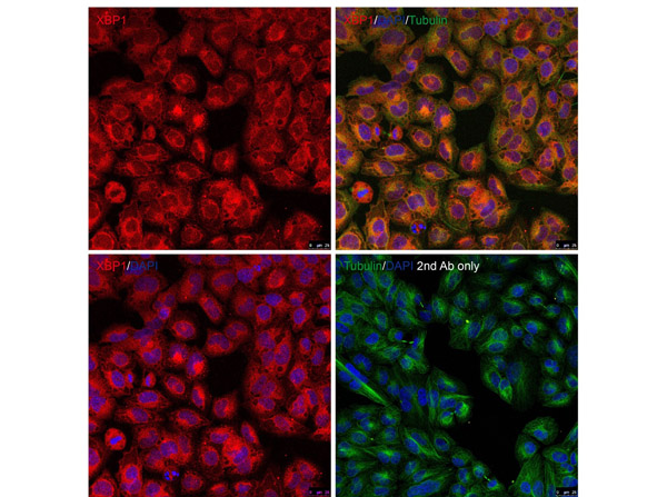 Immunofluorescence of XBP-1