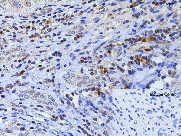 Immunohistochemistry of XBP-1