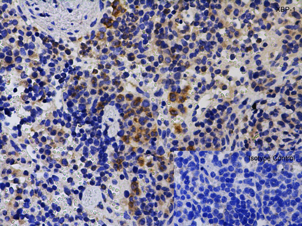 Immunohistochemistry of XBP-1