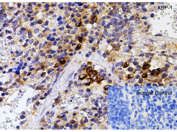 Immunohistochemistry of XBP-1