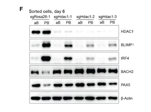 Western Blot using Bach2