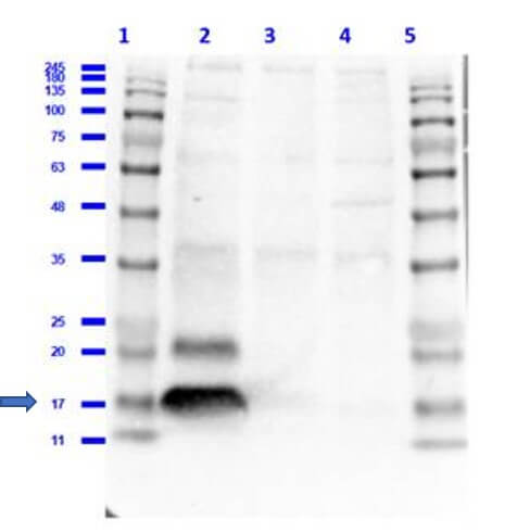 Western Blot of Rabbit Anti-H2AX pS139 Antibody