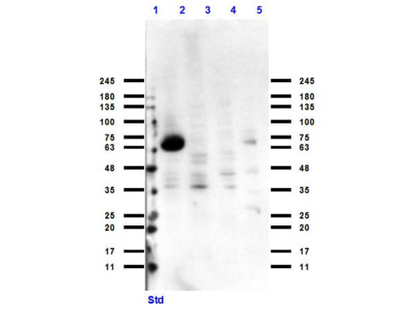 Western Blot of Rabbit Anti-Cytochrome p450 Antibody