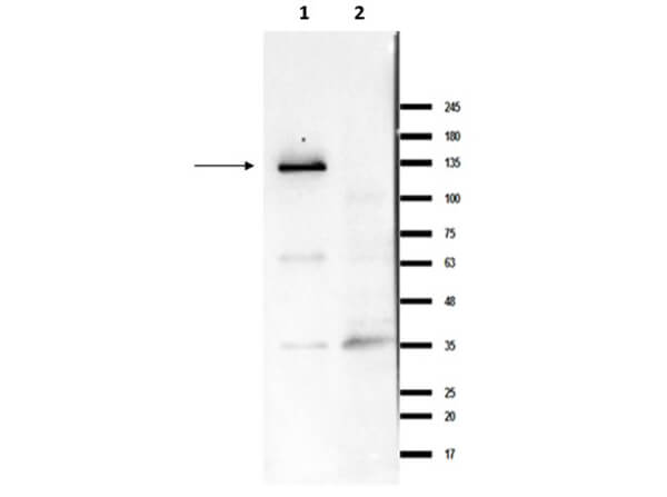 Western Blot of Rabbit Anti-Ire1 Antibody