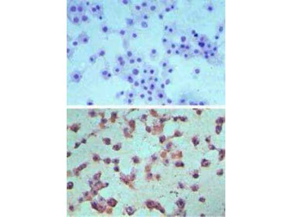 Immunohistochemistry analysis of Anti-Edg6