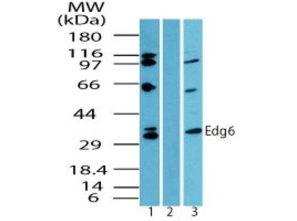 Western Blot analysis of Anti-Edg6