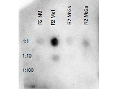 Histone H3 R2 Me1 Antibody - Dot Blot