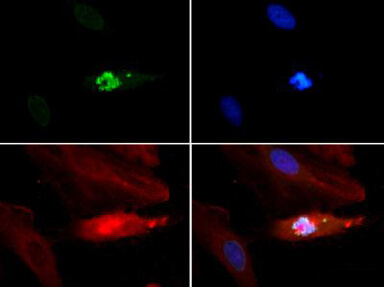 Histone H3  [p Thr3, Monomethyl Lys4] Immunofluorescence