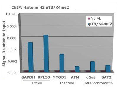 Histone H3  [p Thr3, Dimethyl Lys4] ChIP
