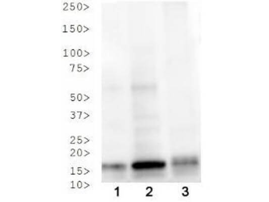 Histone H3 [p Thr3, ac Lys4] Western Blot