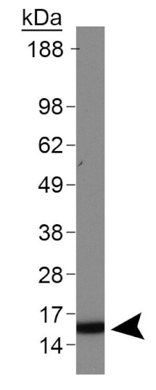 Histone H3 [Dimethyl Lys4] Western Blot