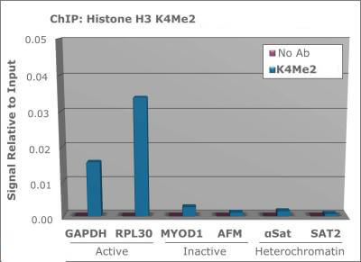 Histone H3 [Dimethyl Lys4] ChIP