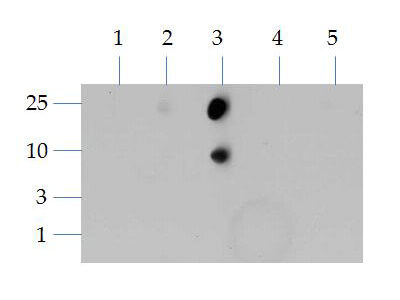 Histone H3 [Dimethyl Lys4] Dot Blot