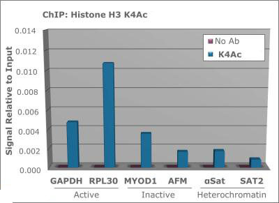 Histone H3 [ac Lys4] ChIP