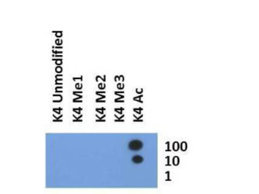 Histone H3 [ac Lys4] Dot Blot
