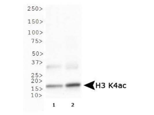 Histone H3 [ac Lys4] Western Blot