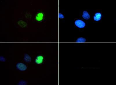 Histone H3 [Monomethyl Lys4, p Thr6] Immunofluorescence