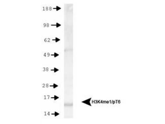 Histone H3 [Monomethyl Lys4, p Thr6] Western Blot