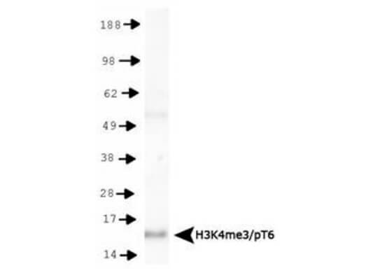 Histone H3 [Trimethyl Lys4, p Thr6] Western Blot