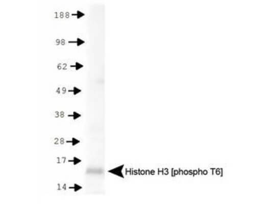 Histone H3 [p Thr6] Western Blot