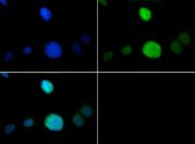 Histone H3 [Monomethyl Lys9, p Thr6] Immunofluorescence