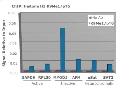 Histone H3 [Monomethyl Lys9, p Thr6] ChIP