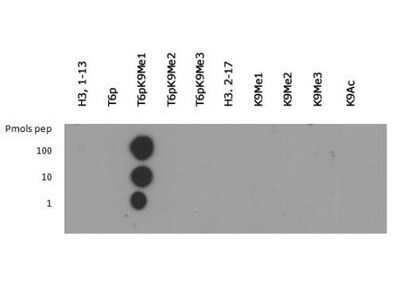 Histone H3 [Monomethyl Lys9, p Thr6] Dot Blot