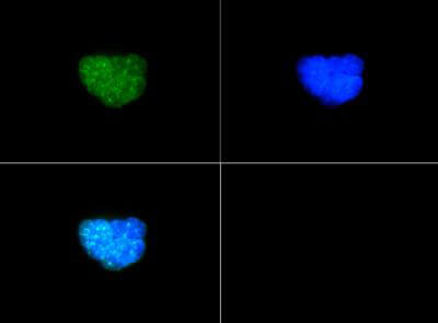 Histone H3 [p Thr6, Dimethyl Lys9] Immunofluorescence