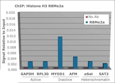 Histone H3 [Asym-dimethyl Arg8] ChIP