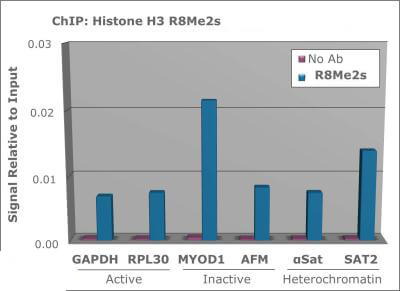 Histone H3 [Sym-dimethyl Arg8] ChIP