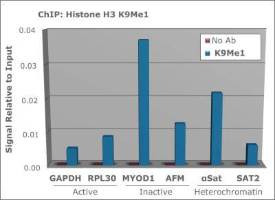 Histone H3 [Monomethyl Lys9 ChIP