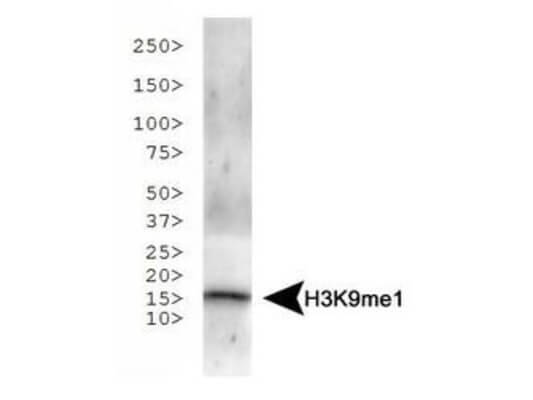 Histone H3 [Monomethyl Lys9] Western Blot
