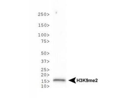 Histone H3 [Dimethyl Lys9] Western Blot