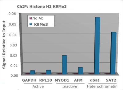 Histone H3 [Trimethyl Lys9] ChIP