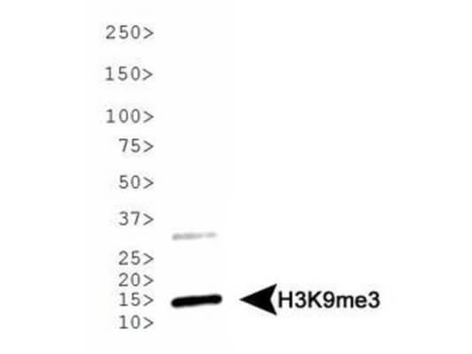 Histone H3 [Trimethyl Lys9] Western Blot