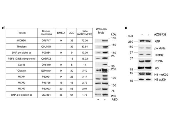 Western blot using H3acK9