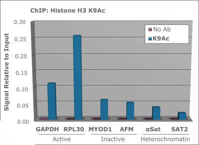 Histone H3 [ac Lys9] ChIP