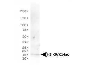 Histone H3 K9ac/K14ac Antibody Western Blot