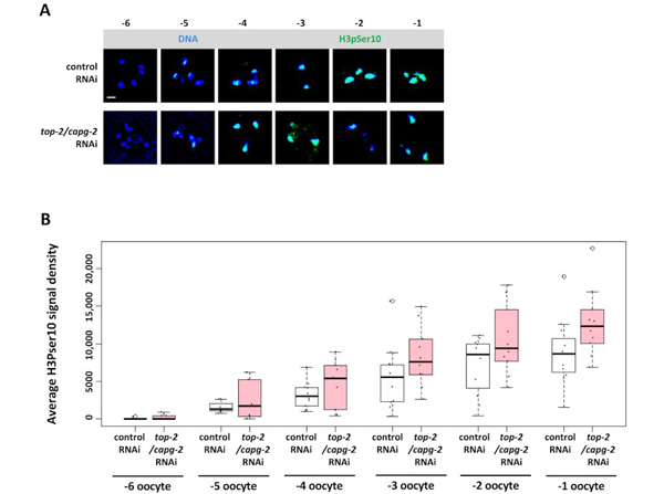 Immunofluorescence using H3pS10