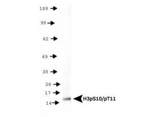 Histone H3 [p Ser10, p Thr11] Western Blot