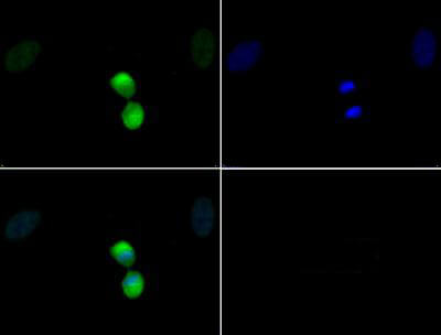 Histone H3 [p Thr11  Immunofluorescence