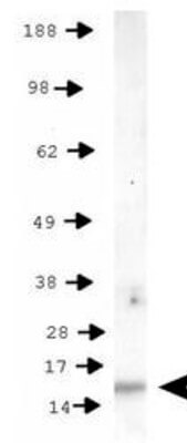 Histone H3 [p Thr11  Western Blot