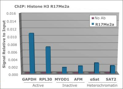 Histone H3 [Asym-dimethyl Arg17] ChIP