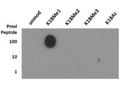 Histone H3 [Monomethyl Lys18] Dot Blot