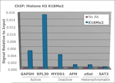 Histone H3 [Dimethyl Lys18] ChIP