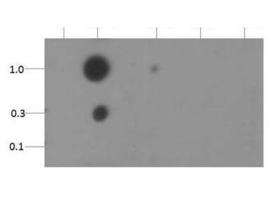 Histone H3 [Dimethyl Lys18] Dot Blot