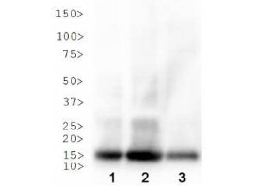 Histone H3 [ac Lys18]  Western Blot